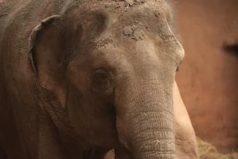 Elephant Stock Photos