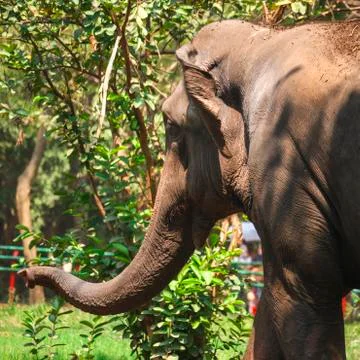 A Elephant 스톡 사진