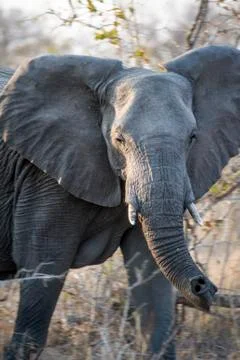 Elephant Stock Photos