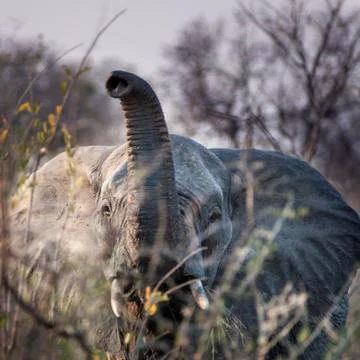 Elephant Stock Photos