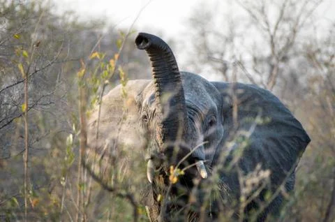 Elephant Stock Photos