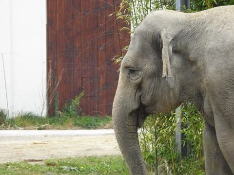 Elephant Stock Photos