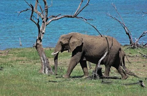 Elephant Stock Photos