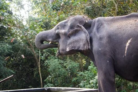 Elephant Stock Photos