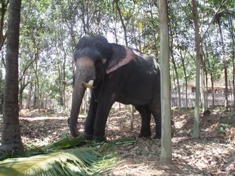 Elephant Stock Photos