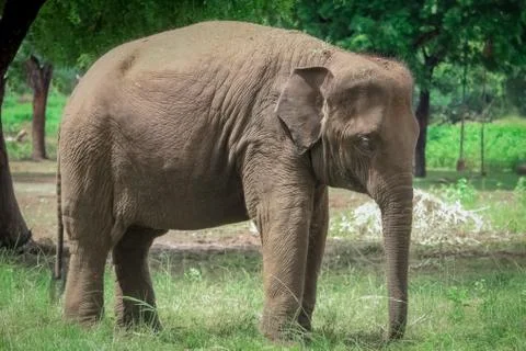 Elephant Stock Photos