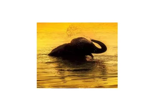 Elephant Stock Photos