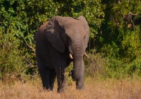 Elephant 写真素材