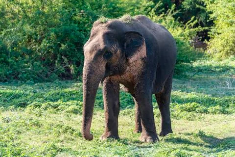 Elephant Stock Photos