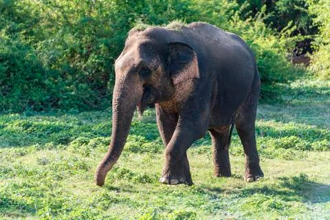 Elephant Stock Photos