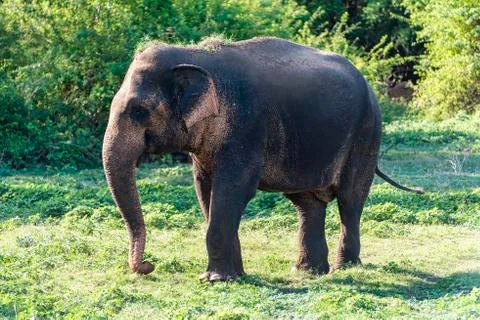 Elephant Stock Photos