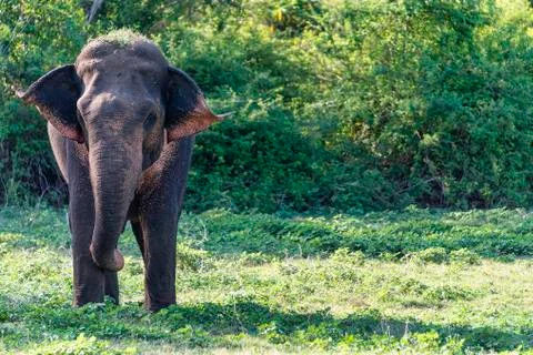 Elephant Stock Photos
