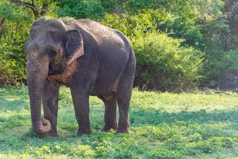 Elephant Stock Photos