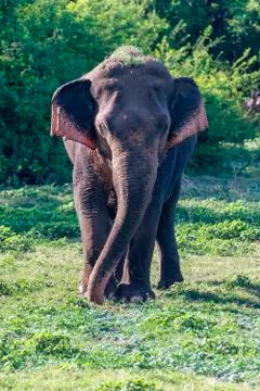 Elephant Stock Photos