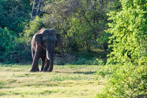 Elephant Stock Photos