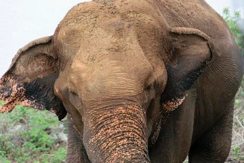 Elephant Stock Photos