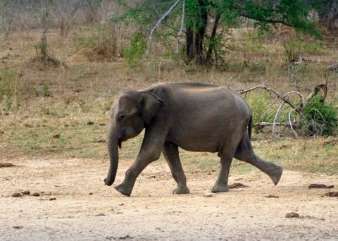 Elephant Stock Photos