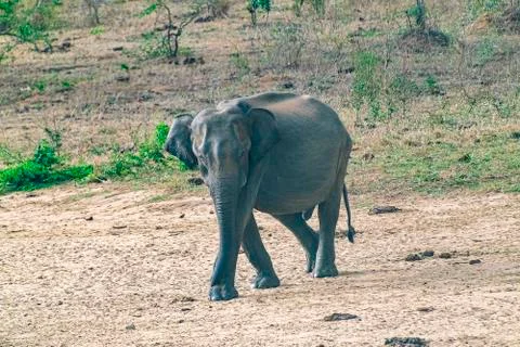 Elephant Stock Photos