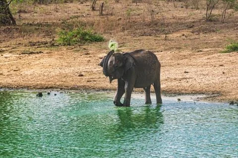 Elephant Stock Photos