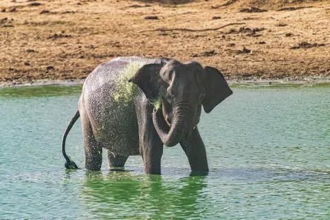 Elephant Stock Photos