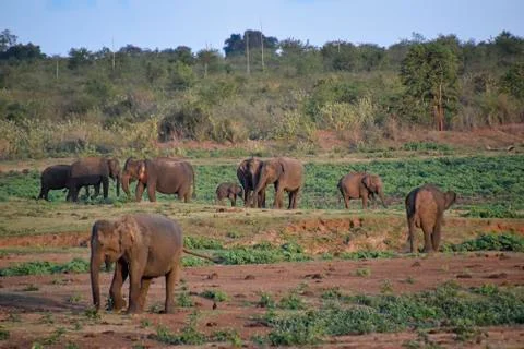 Elephant Stock Photos
