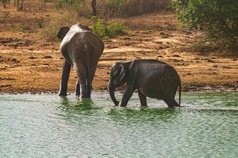 Elephant Stock Photos