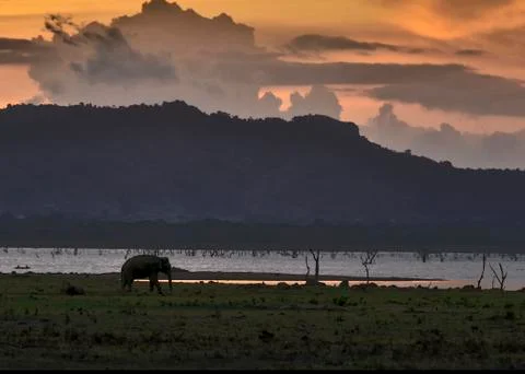 Elephant Stock Photos