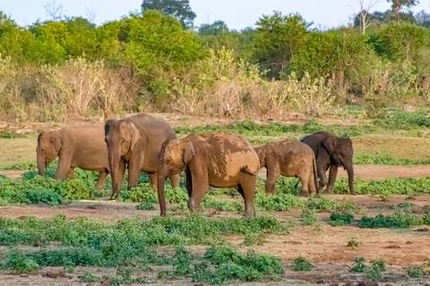 Elephant Stock Photos