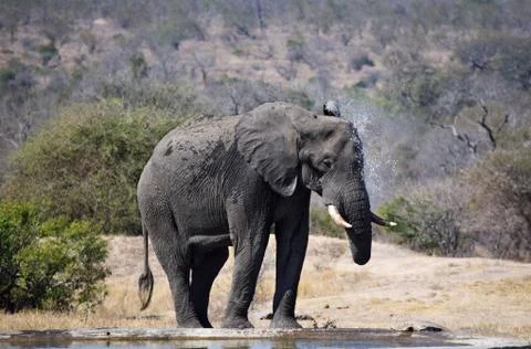 Elephant Stock Photos