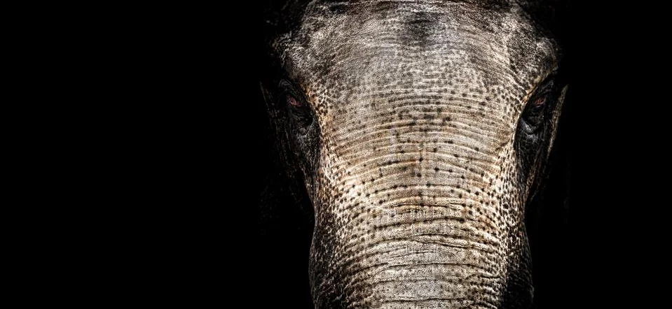 Elephant Stock Photos