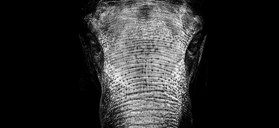Elephant Foto stock