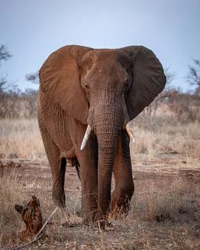 Elephant Stock Photos