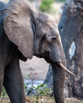 Elephant Stock Photos