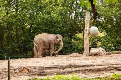 Elephant Stock Photos