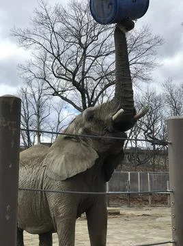 Elephant 스톡 사진