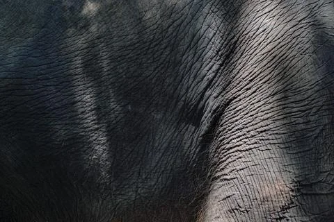 Elephant Stock Photos