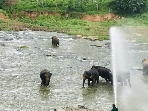 Elephant Stock Photos