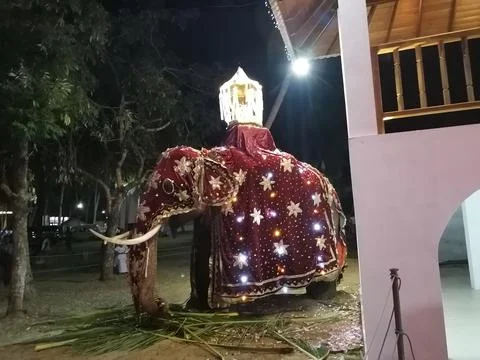 Elephant Stock Photos