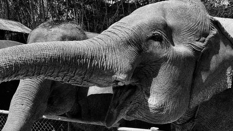 Elephant Stock Photos