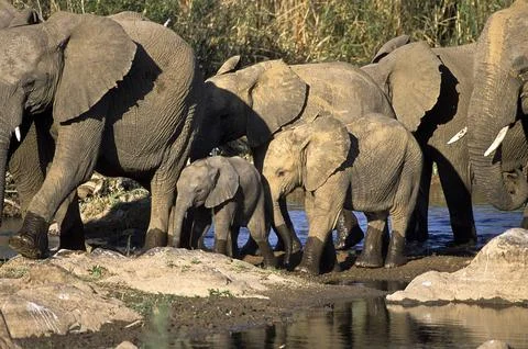 Elephant Stock Photos