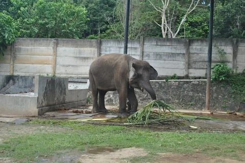Elephant Stock Photos
