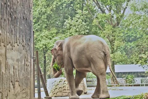 Elephant Foto stock