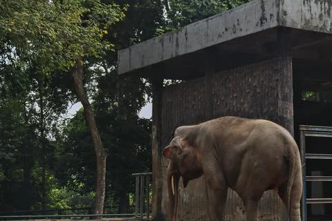 Elephant Foto stock