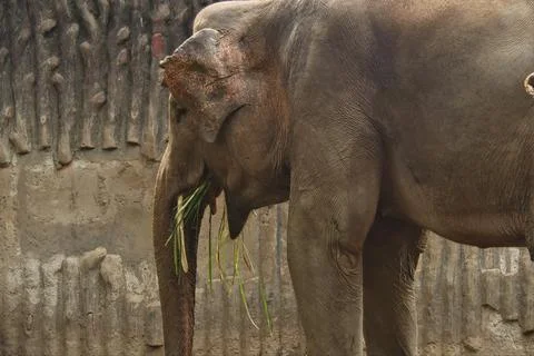 Elephant Stock-Fotos