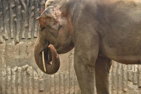 Elephant Foto stock