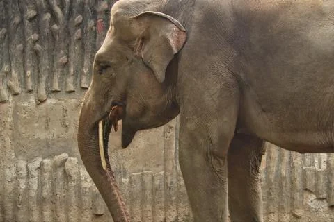 Elephant Stock-Fotos