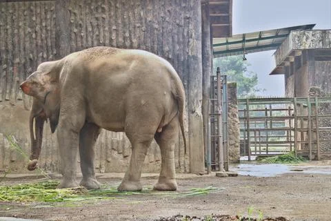 Elephant Stock-Fotos