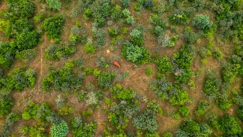 Elephant Stock-Fotos