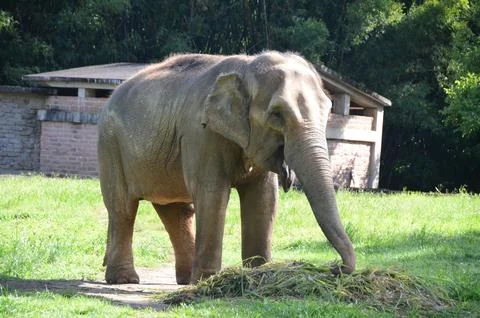 Elephant Stock Photos
