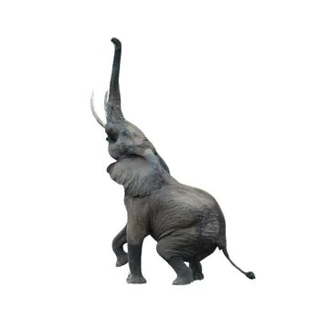 Elephant Stock Photos